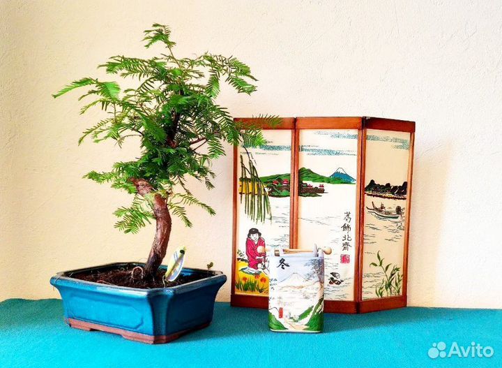 Хвойный бонсай