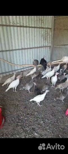 Индюшата