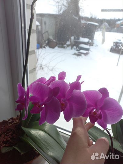 Орхидея фаленопсис