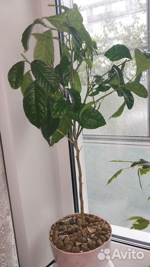 Фикус и лимон