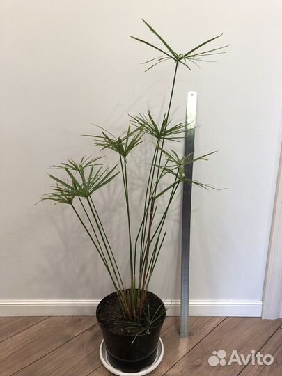 Циперус папирус