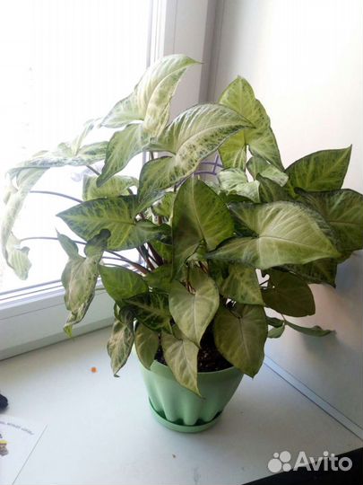 Герань,толстянка,сингнониум,индийский лук