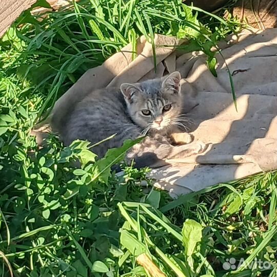 Котенок девочка в добрые руки