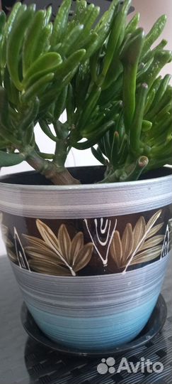 Красула хоббит