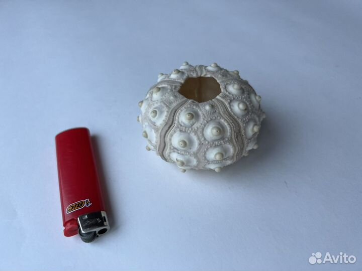 Панцирь морского ежа