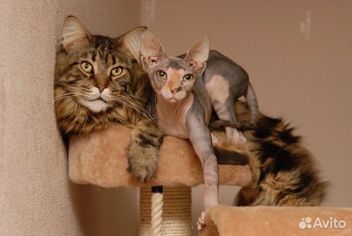 Передержка кошек на время отпуска