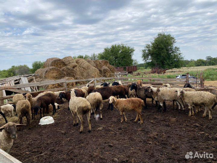 Овцы бараны ягнята
