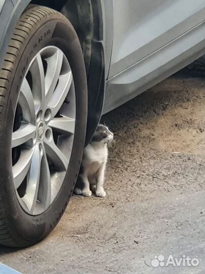 Котята (подростки)на выбор - в добрые руки