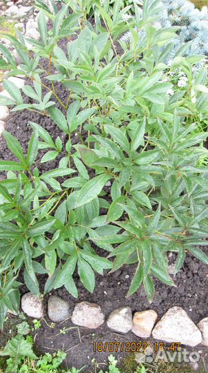 Розовый махровый пион - 6-летний куст