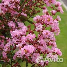 Саженцы декоративных ланшафтных Экзотов