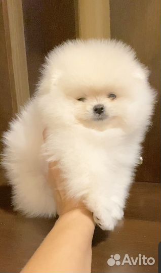 Мальчик померанский шпиц