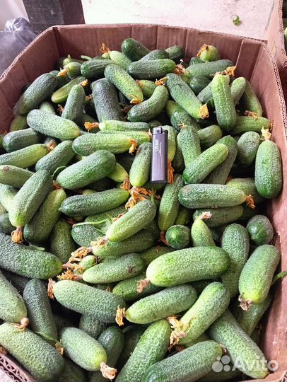 Огурцы тепличные