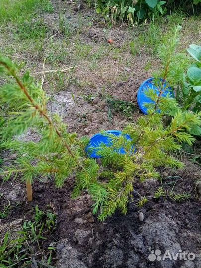 Ёлки, сосны, можжевельник и др