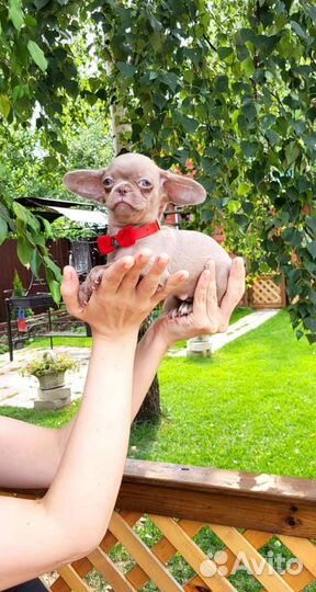 Крошка на ладошке. Лиловая малышка