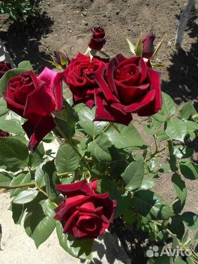 Саженцы роз