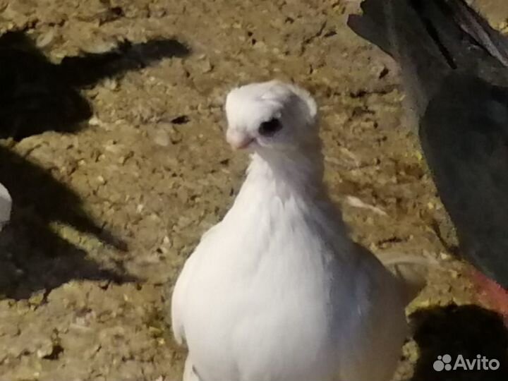 Продажа голубей