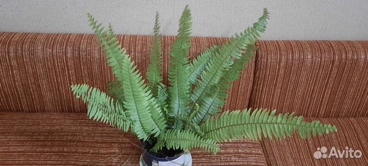Комнатные растения папоротник