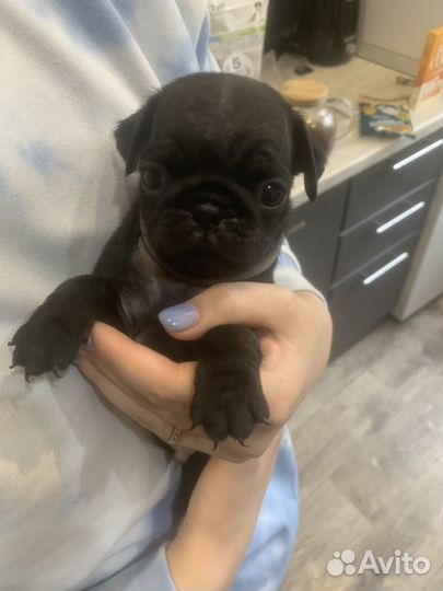 Щенки мопса