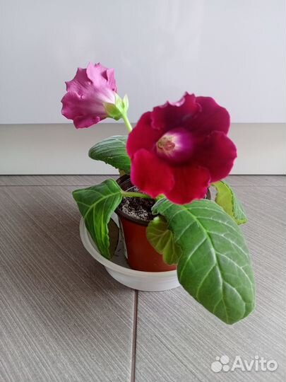 Глоксиния. Продам