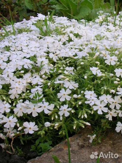 Флокс шиловидный