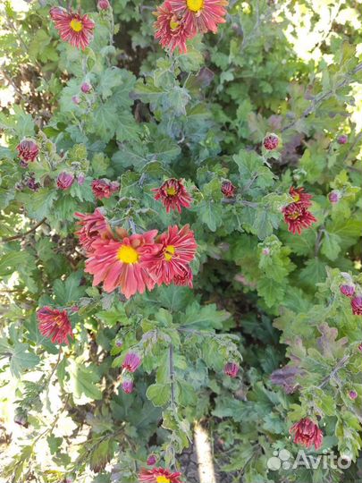 Дубки цветы