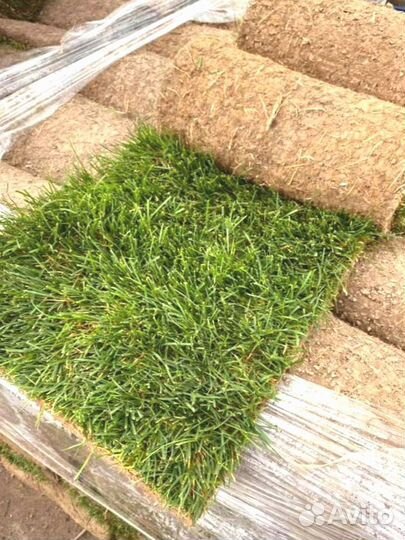 Рулонный газон