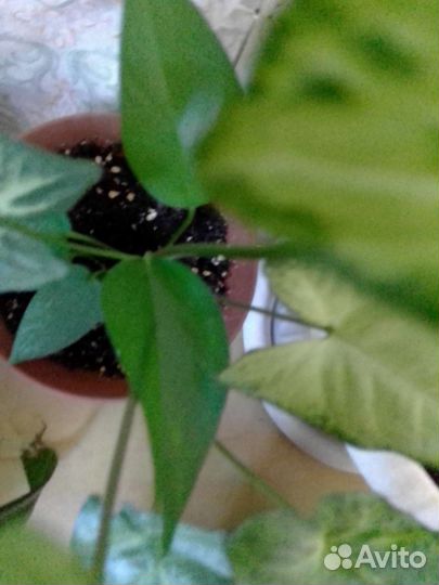 Пеларгония герань