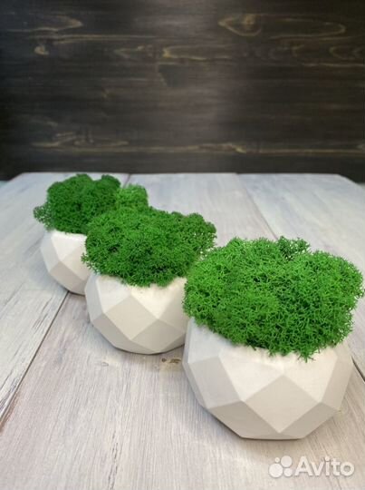 Кашпо гипсовое со мхом