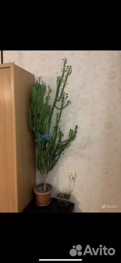 Комнатные цветы