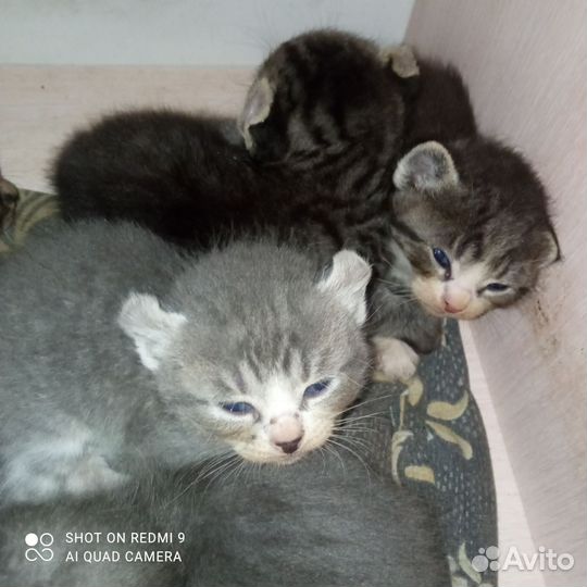Канадский сфинкс эльф котенок