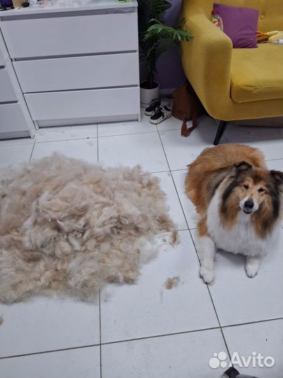 Выгульщик собак, кинолог, зооняня