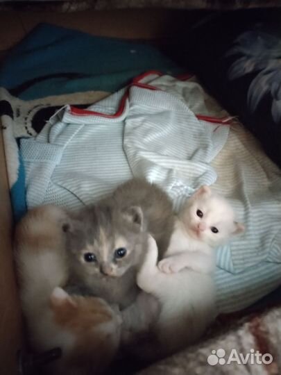Кошки в добрые руки бесплатно