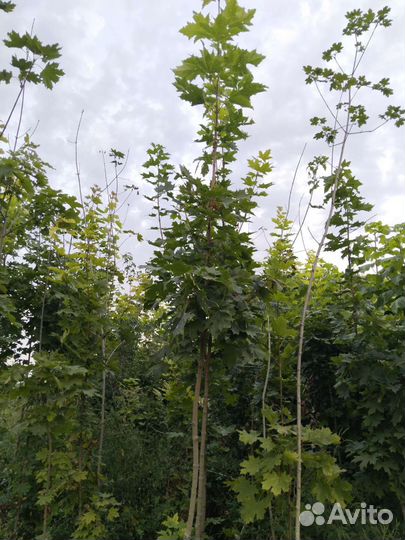 Клен остролистный