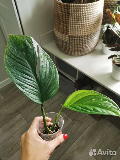 Монстера пиннатипартита