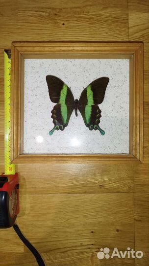 Бабочка в рамке