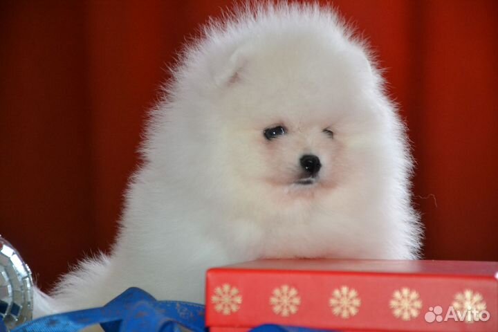 Красивые щенки шпиц