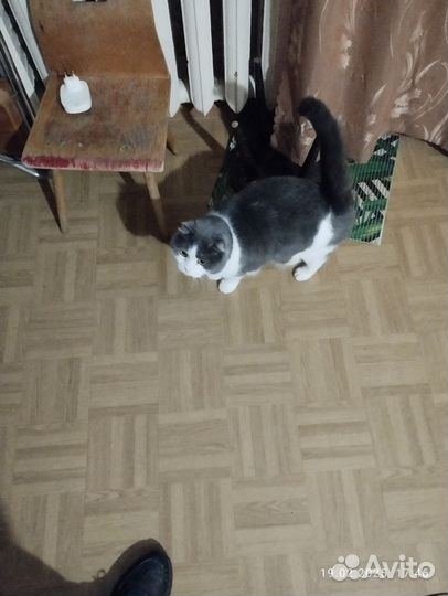 Кошечка в добрые руки