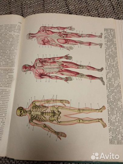 Популярная медицинская энциклопедия
