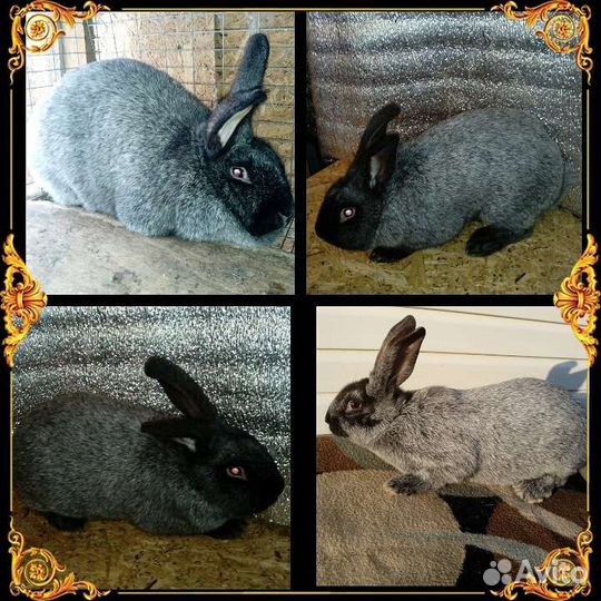 Породистые кролики