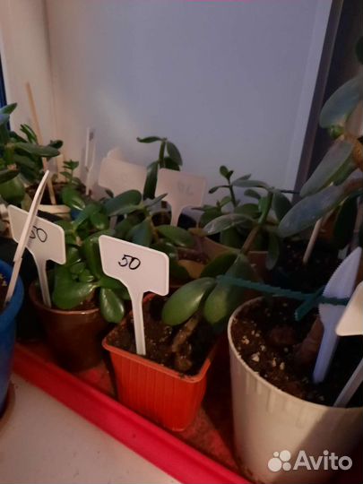 Крассулы разные (денежные деревья)