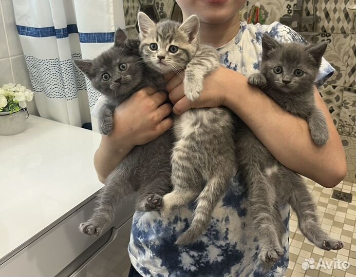 Котята девочки,в добрые руки бесплатно