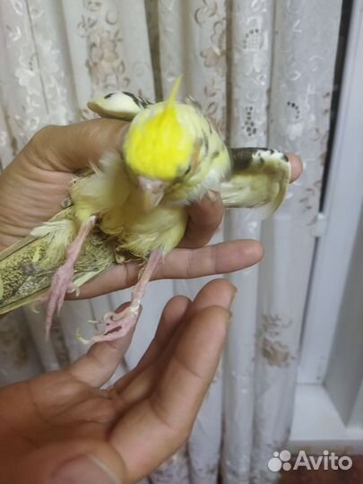 Попугай корелла