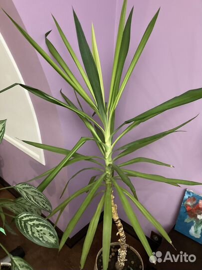 Подарок Пальма юкка