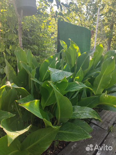 Цветы канны