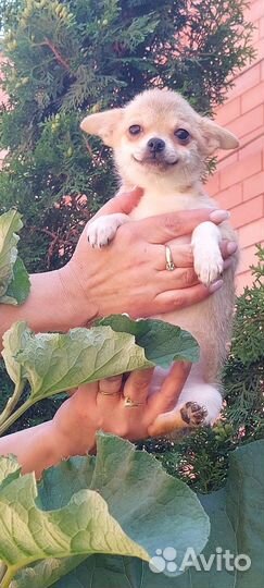 Собаки щенки