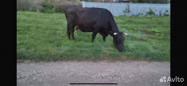 Продается корова, на выбор