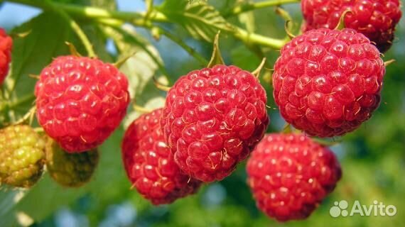 Жимолость, вишня, малина