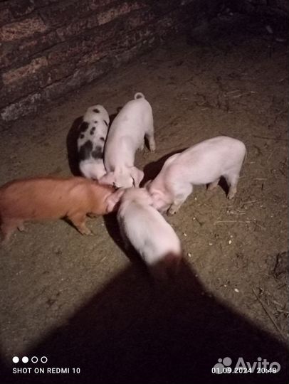 Поросята ландрас дюрок