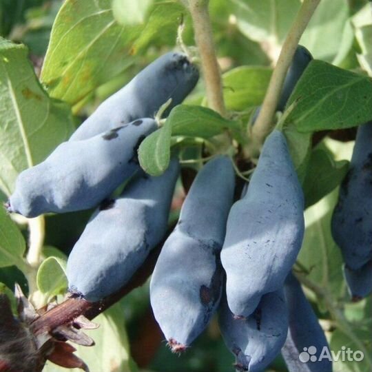 Жимолость Дочь Великана. Аврора, без горечи