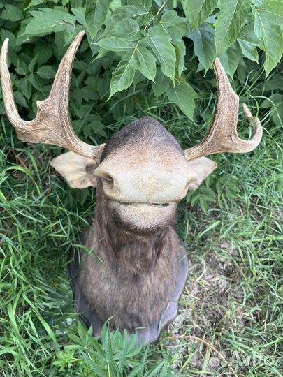 Чучело головы лося